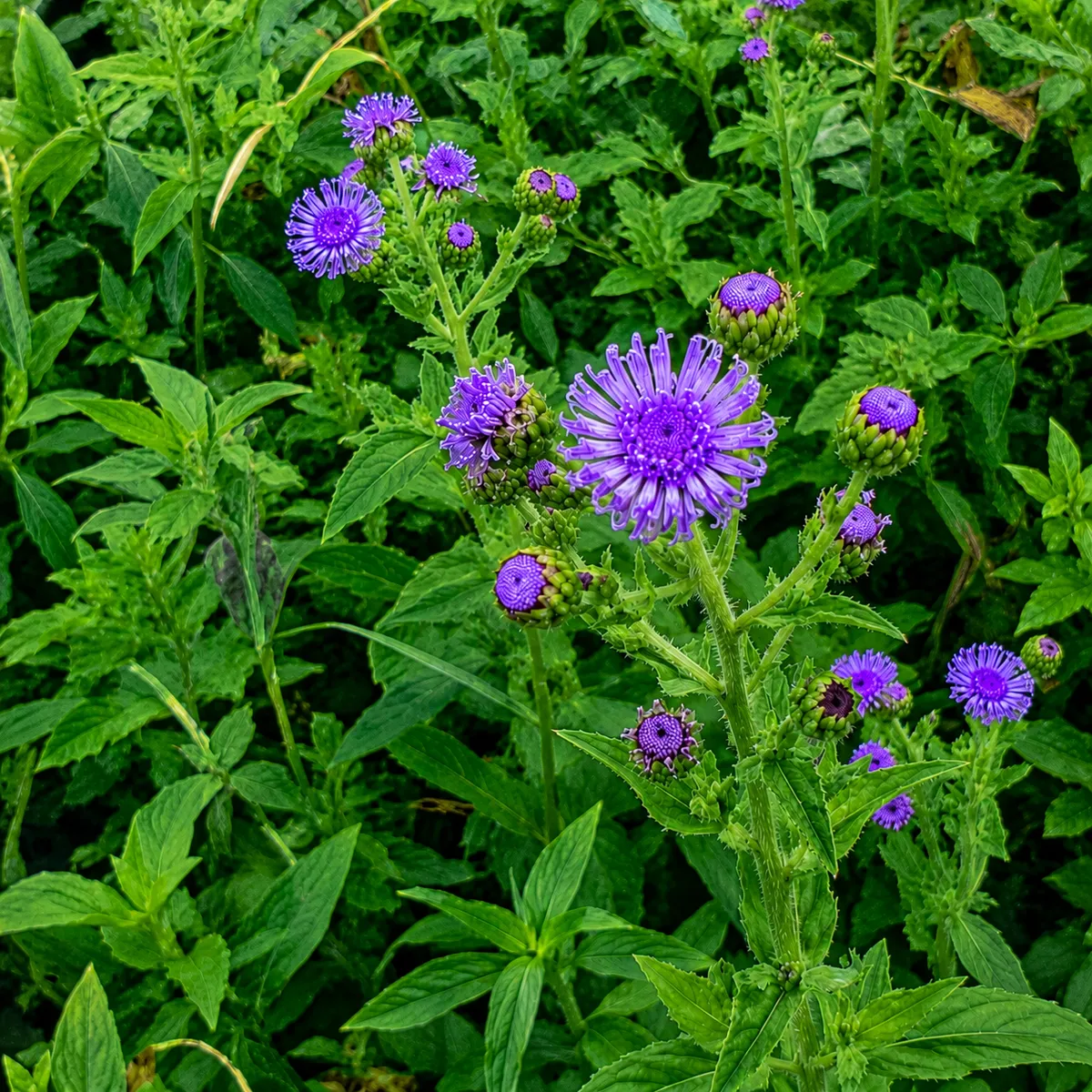Flower Macro